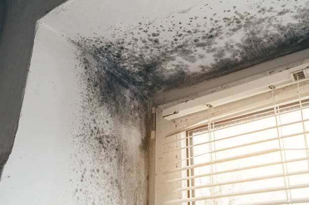 Trusted Basement Mold Remediation service in Franklin, PA - Cheap Mold Removal